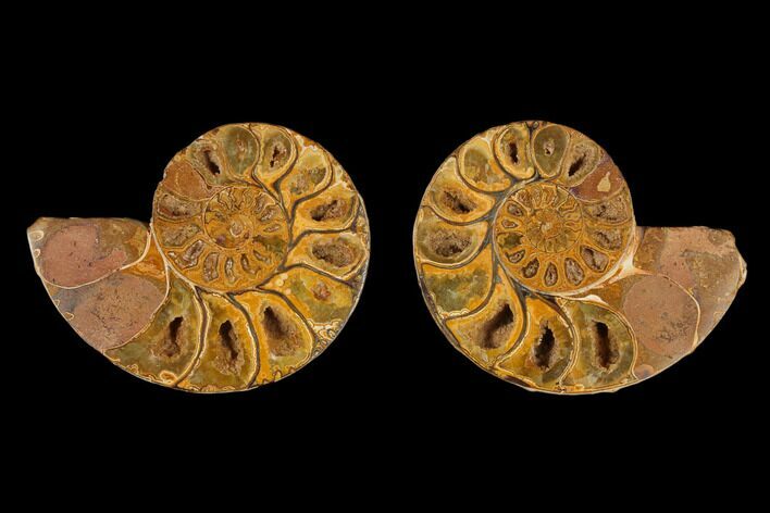 Cut & Polished Agatized Ammonite Fossil- Jurassic #131708